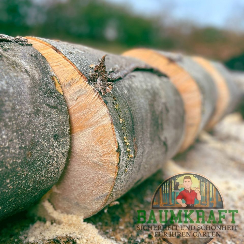 baumfällung ruhrgebiet baumfällung ruhrgebiet baumdienst mit Sitz in Herne