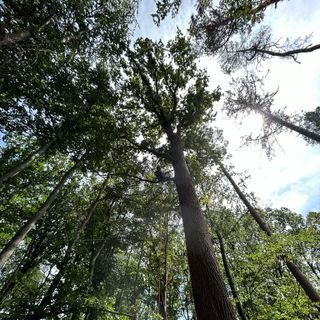 bäume fällen ruhrgebiet bäume fällen ruhrgebiet firma für baumfällung, baumpflege & Gartenarbeit